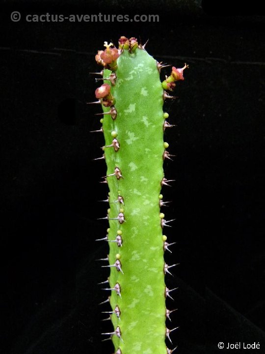 Euphorbia evansii aff. P1120695
